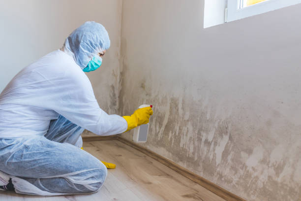 Licensed Mold Cleanup service in Goldsboro, MD - WQB Mold Removal